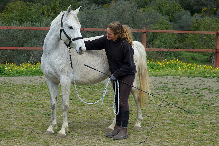 Photo of a horse called Angel
