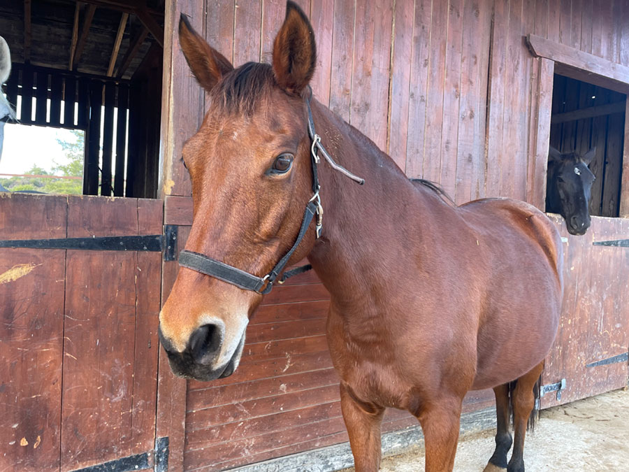 Photo of a horse called Athena