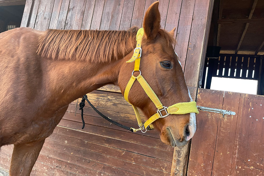 Photo of a horse called Barney
