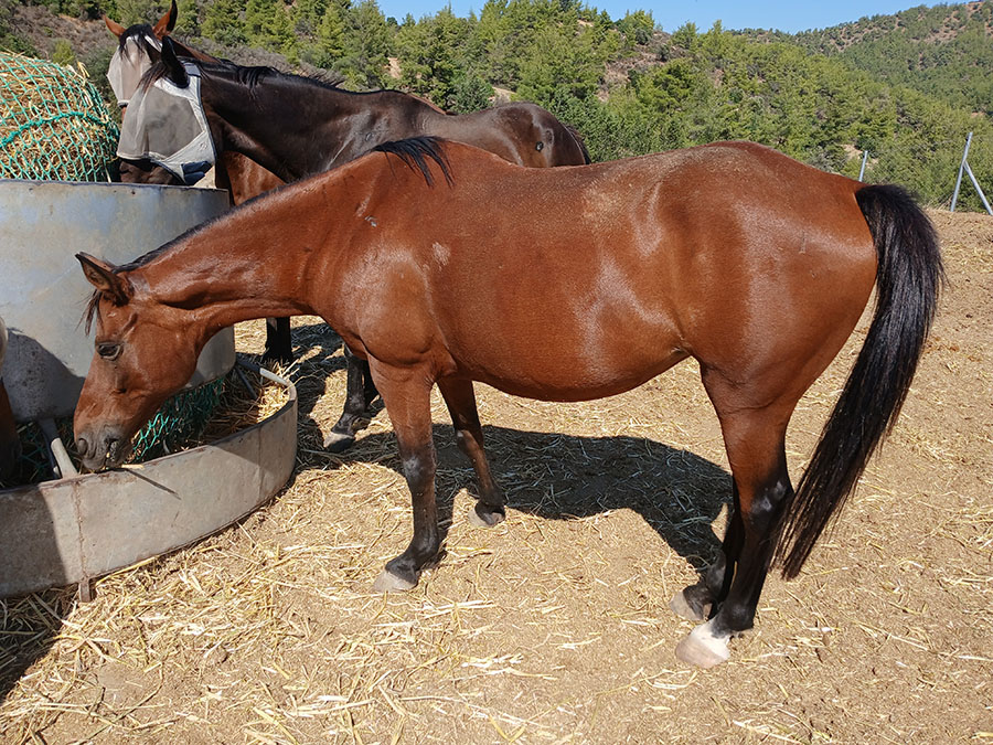 Photo of a horse called Cleo