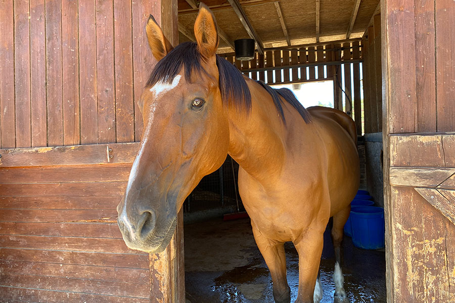 Photo of a horse called Diego