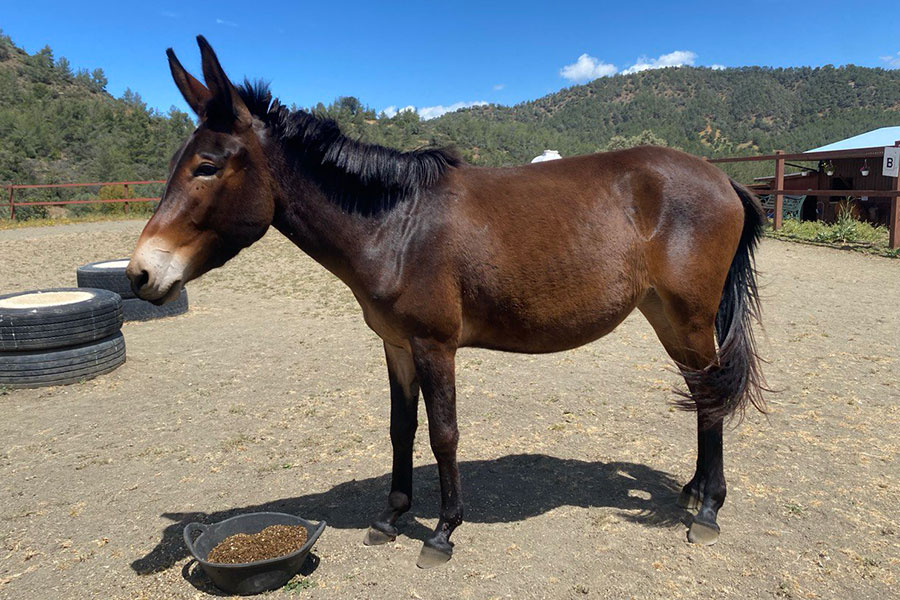Photo of a horse called Hildaya