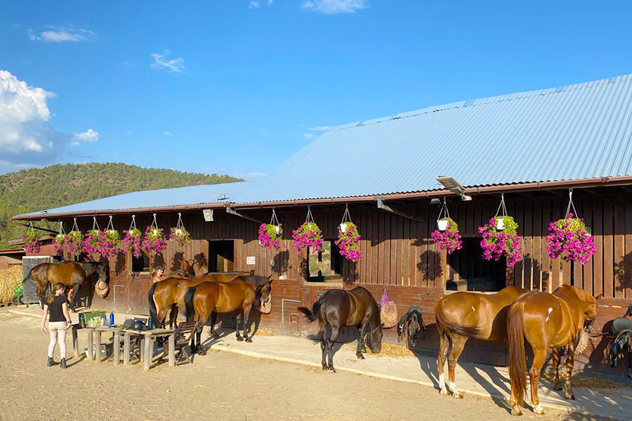 Our horses feeding on hay at the stables