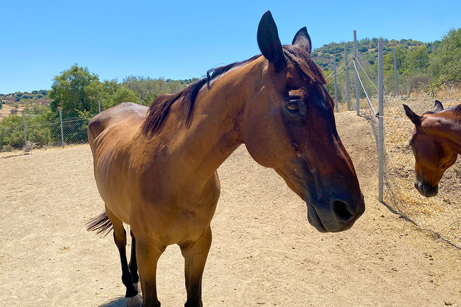 Photo of a horse called Indiago