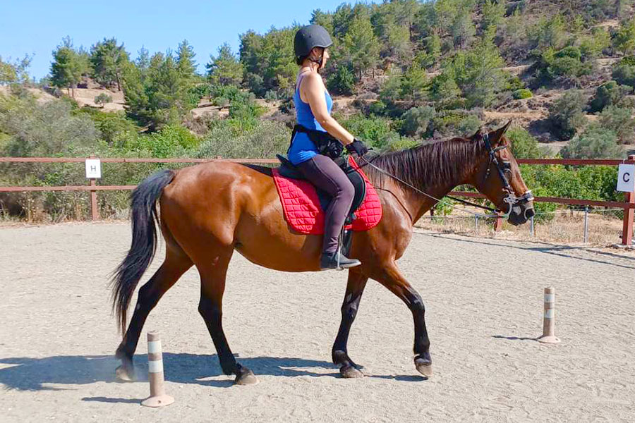 Photo of a horse called Lolita