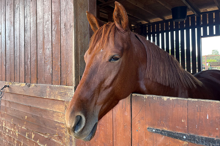 Photo of a horse called Luna
