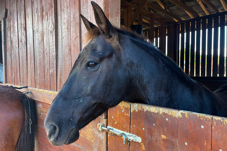 Photo of a horse called Mavroua