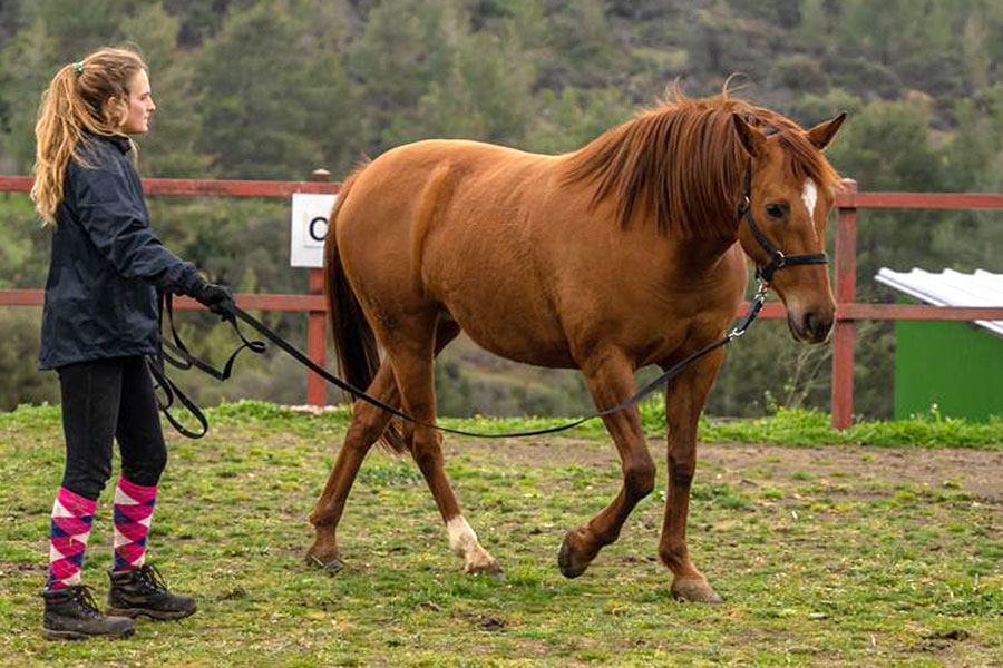 Photo of a horse called Mojito
