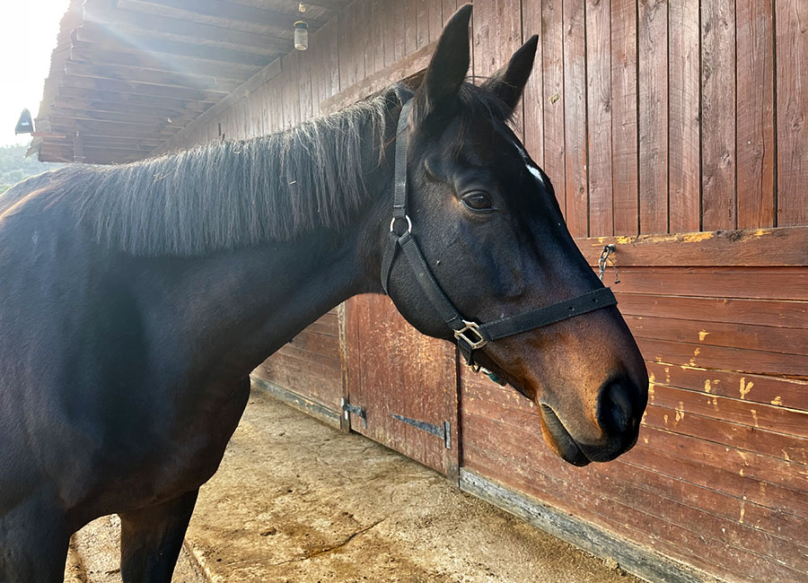 Photo of a horse called Nero