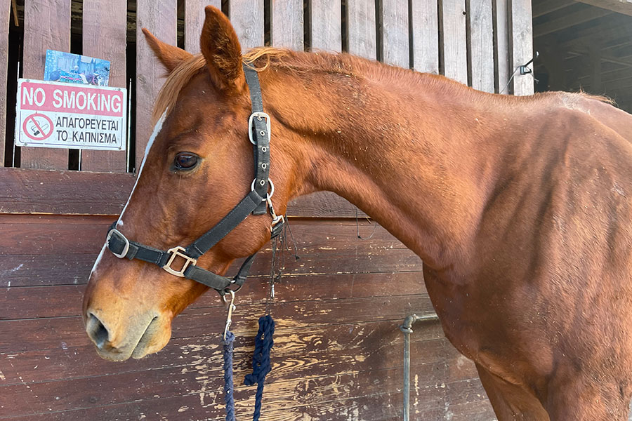 Photo of a horse called Phoenix