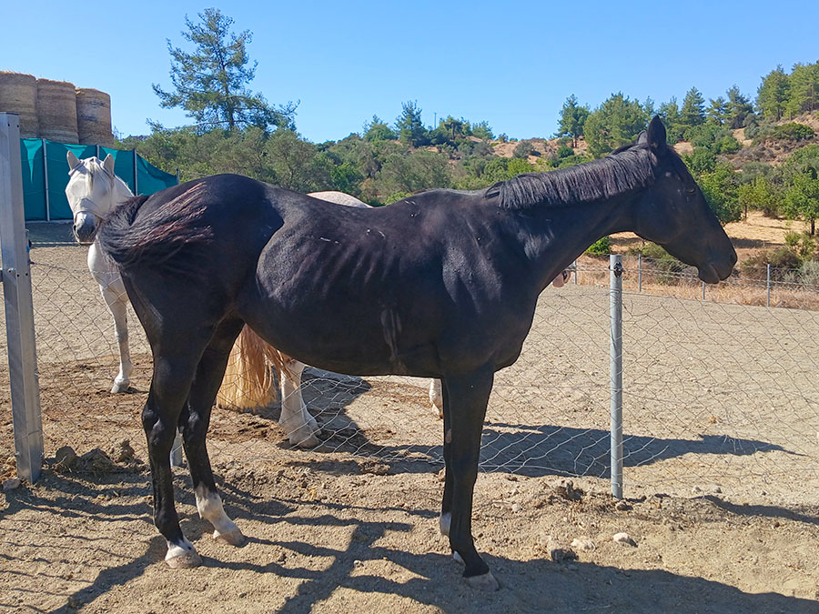 Photo of a horse called Sapphire