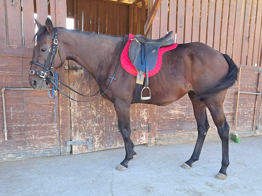 Photo of a horse called Sienna