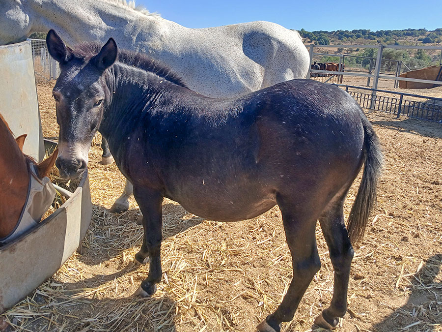Photo of a horse called Tia Maria
