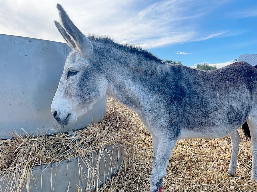 Photo of a horse called Tilly