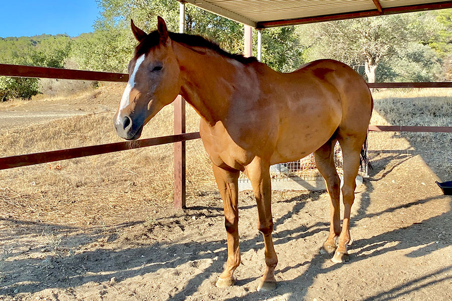 Photo of a horse called Troy