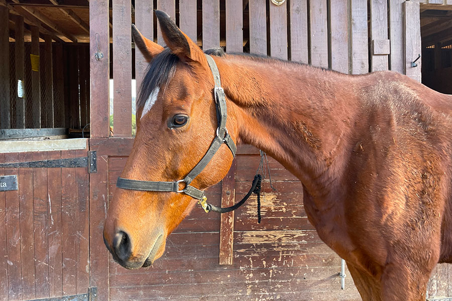 Photo of a horse called Zeus