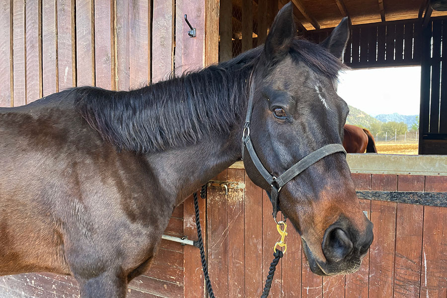 Photo of a horse called Zoro
