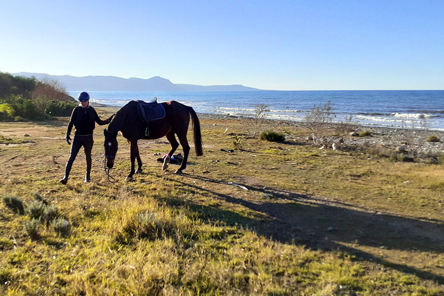 Photo of horse resting at the beach
