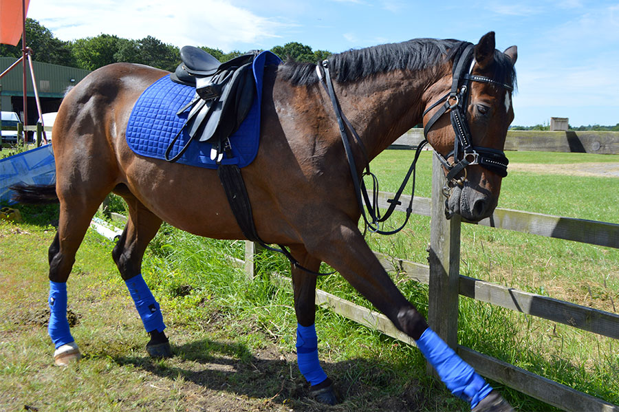 Photo of a horse called Hildago