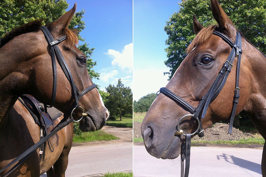 Photo of a horse called Barney