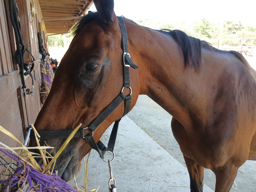 Close-up photo of one of our beautiful horses